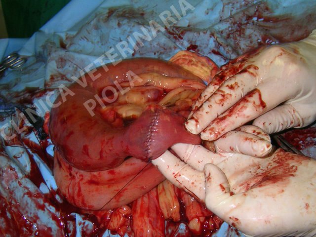 Anastomosi termino-terminale